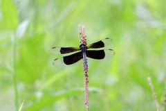 Erythrodiplax funerea