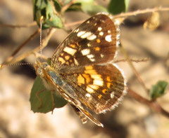 Phyciodes picta
