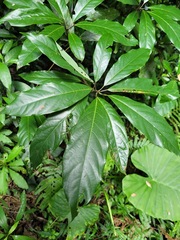 Lindera megaphylla