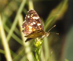 Phyciodes picta