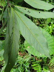 Lindera megaphylla