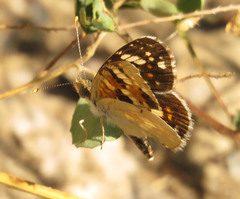 Phyciodes picta