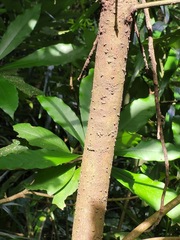 Lindera megaphylla