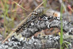 Rhionaeschna californica