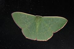 Prasinocyma semicrocea