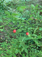 Vaccinium ovalifolium