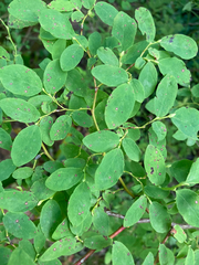 Vaccinium ovalifolium
