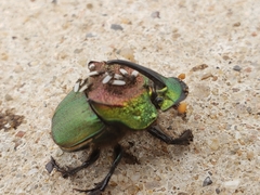 Phanaeus difformis