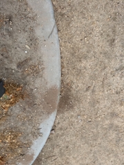 Dorymyrmex bicolor