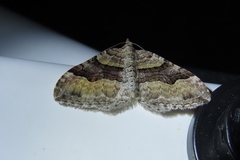 Xanthorhoe defensaria