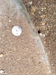 Dorymyrmex bicolor