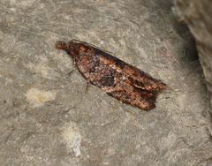 Coeloptera