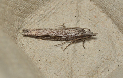 Hermenias rivulifera