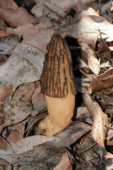 Morchella eximia