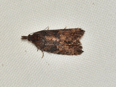Coeloptera