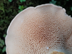 Hydnum canadense