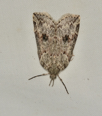 Neoteristis paraphanes