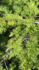 Larix