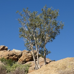 Ficus cordata cordata