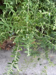 Artemisia indica