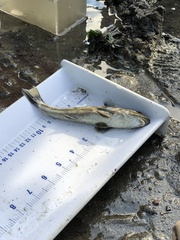 Menticirrhus saxatilis
