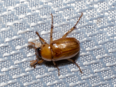 Cyclocephala
