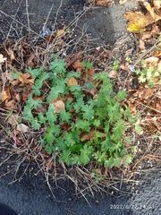 Geranium molle