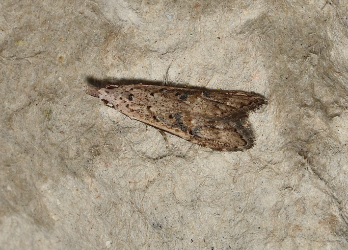 Carposina tanaoptera