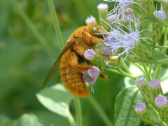 Xylocopa griswoldi
