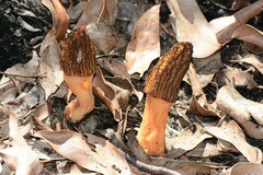 Morchella eximia