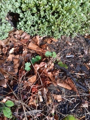 Geranium molle