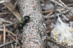 Osmia