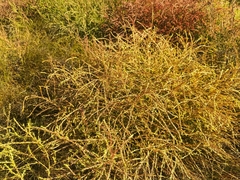 Salsola collina