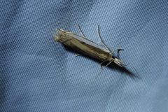 Crambus leachellus