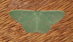 Prasinocyma semicrocea