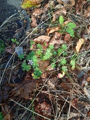 Geranium molle