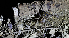 Lycosinae