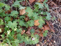 Geranium molle