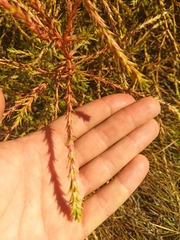 Salsola collina
