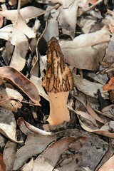 Morchella eximia