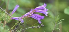 Penstemon fruticosus