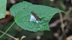 Panoquina ocola