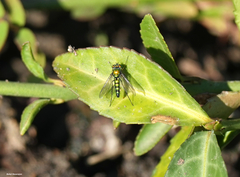 Condylostylus longicornis