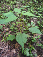 Neolasioptera boehmeriae