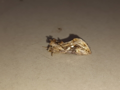 Chrysodeixis eriosoma