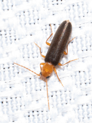 Xanthochroina bicolor