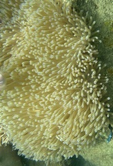 Heteractis magnifica