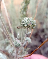 Rhopalomyia cramboides