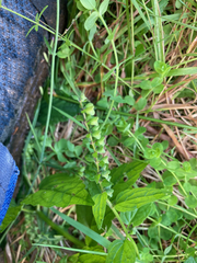 Scutellaria lateriflora