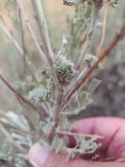 Rhopalomyia cramboides